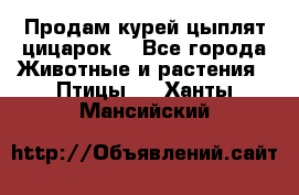 Продам курей цыплят,цицарок. - Все города Животные и растения » Птицы   . Ханты-Мансийский